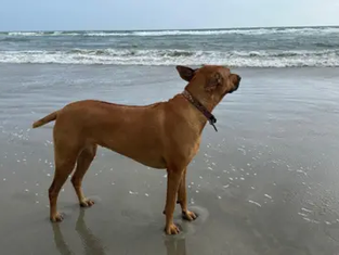 Ministers Back Plans to Shorten Jersey Beach Dog Restrictions