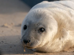 Warning after dog disrupts vulnerable seal pup