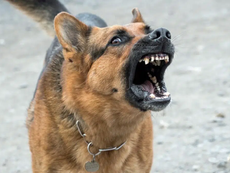 New Powers Proposed to Tackle Dangerous Dogs