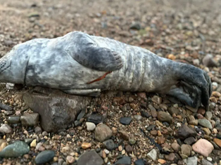 ‘Hungry and Dehydrated’ Grey Seal Pup Rescued