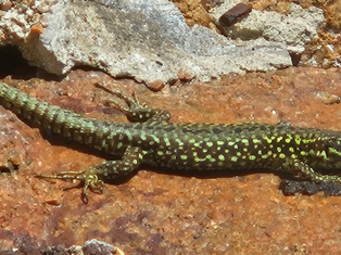 Jersey’s Rare Lizards Under Threat from Habitat Decline
