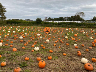 Channel Islands dodge UK pumpkin shortage, but they might be smaller than usual