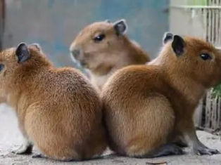 Escaped capybara forces temporary closure of zoo