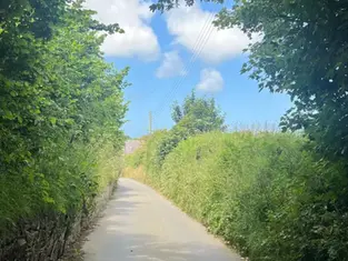 The Delicate Balance of Annual Hedge Cutting