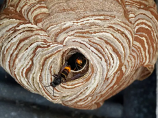 Volunteers find 24 Asian hornet nests in one week