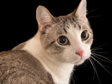 Jersey Landlords Advised to Clarify Pet Policies