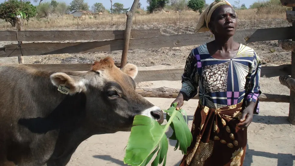 Jersey cattle helping Zambian families increase dairy incomes