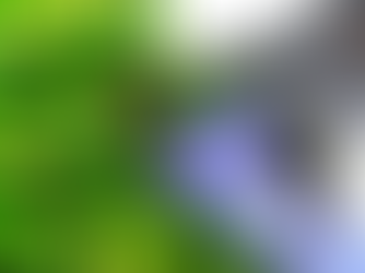 Funding Restored for Environment Department, Easing Fears Over Asian Hornet Control