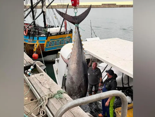 Bluefin Tuna Numbers Surge in UK Waters