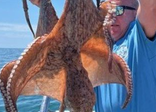 Octopuses causing significant damage, experts warn