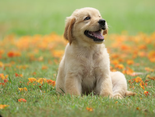 Lawmakers Introduce New Measures to Strengthen Animal Protection