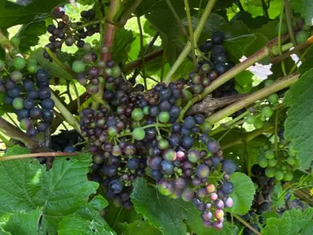 Award Success for Four Jersey Food and Wine Businesses