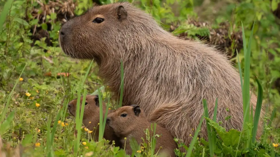 Jersey Zoo welcomes two adorable new capybara arrivals