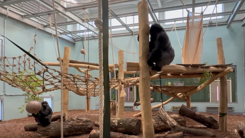 Jersey Zoo welcomes new gorilla after 15 years in boost for breeding programme