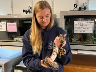 Animal Shelter Calls on Reptile Lovers to Adopt Homeless Snakes