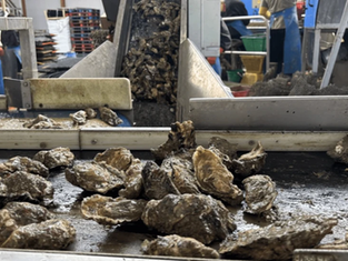 Four-Tonne Oyster Haul Rejected in France Due to Typo