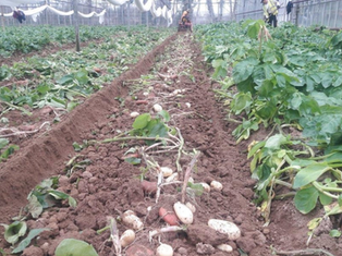 Report Says Food Remains Free of ‘Forever Chemicals’