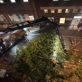 Cracked Tree Sparks Overnight Hospital Disruption in St Helier