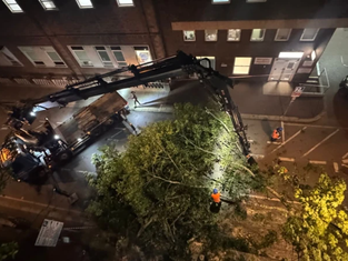 Cracked Tree Sparks Overnight Hospital Disruption in St Helier