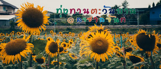 ทุ่งทานตะวันบาน@ลาซาลจันท์