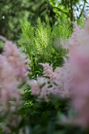tonte pelouse Genève