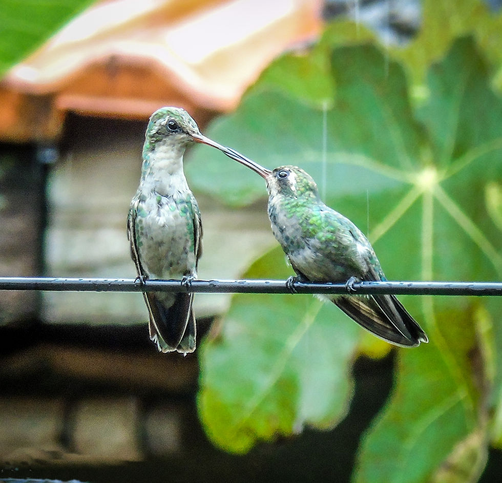 CON BUENO - 4o LUGAR - DOIS ELEMENTOS - 2016.jpg