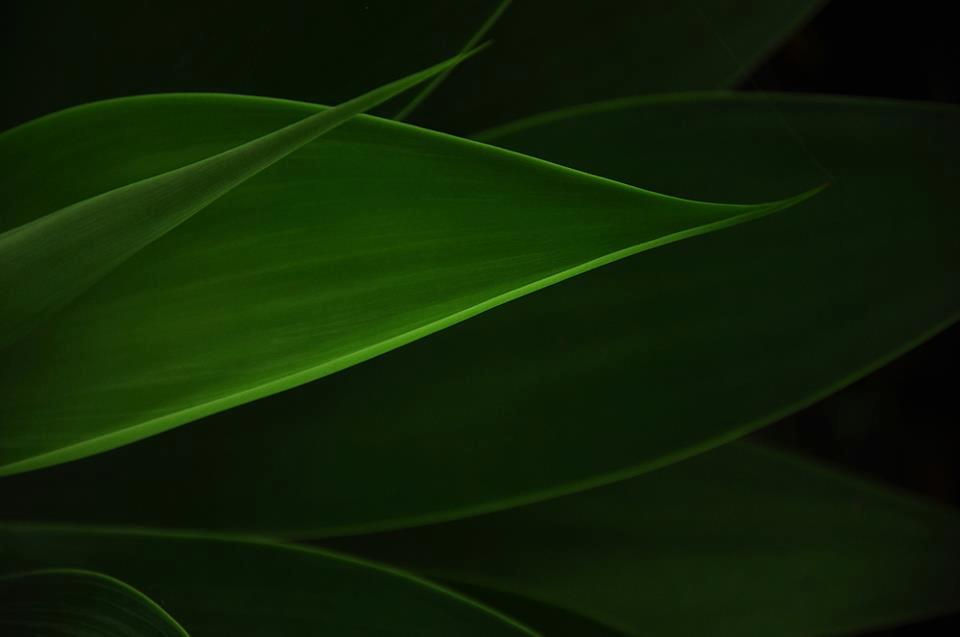 Roseliane de Pace - todo verde - 2013.jpg