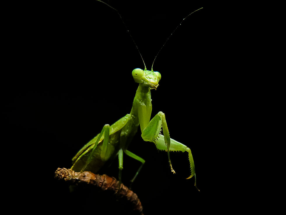 ALEXANDRE ZANATA LORENZETTI.jpg