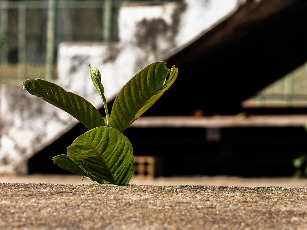 ERIC KREIS - 10o LUGAR - FOCO DESFOQUE - 2015.jpg