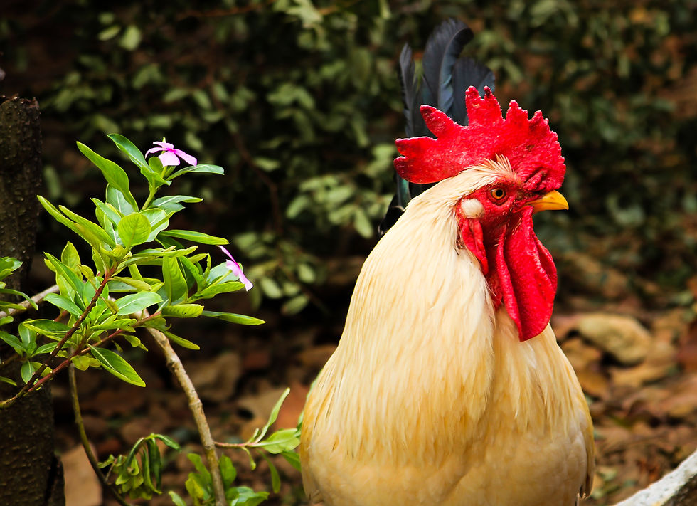 MARTA BORGES - 11o LUGAR - VIDA ANIMAL - 2016.jpg