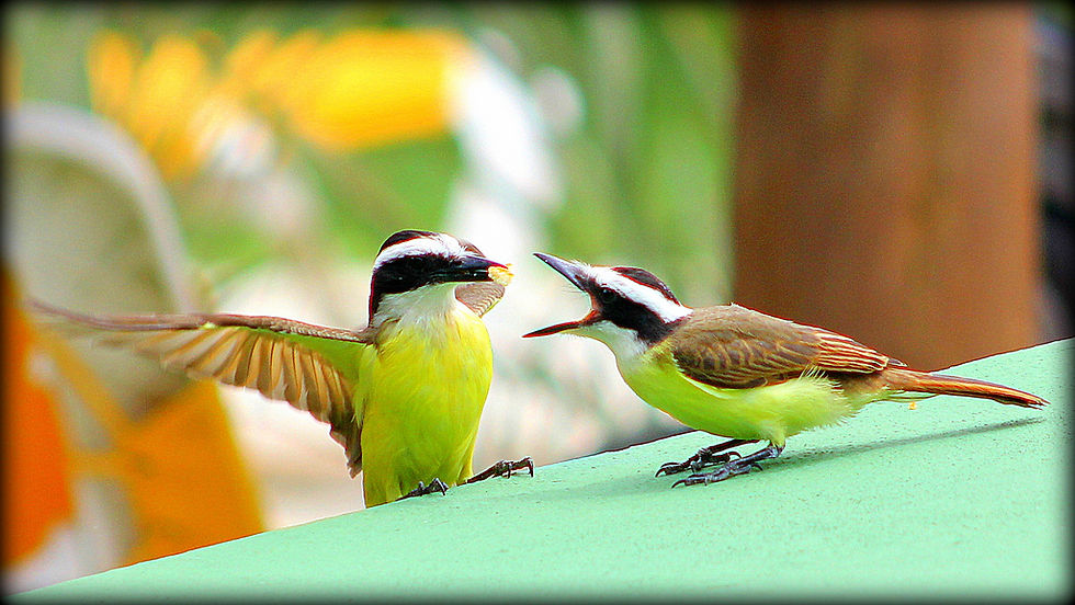 02 - LUCIANO BOAVENTURA - Aves - 2012.jpg