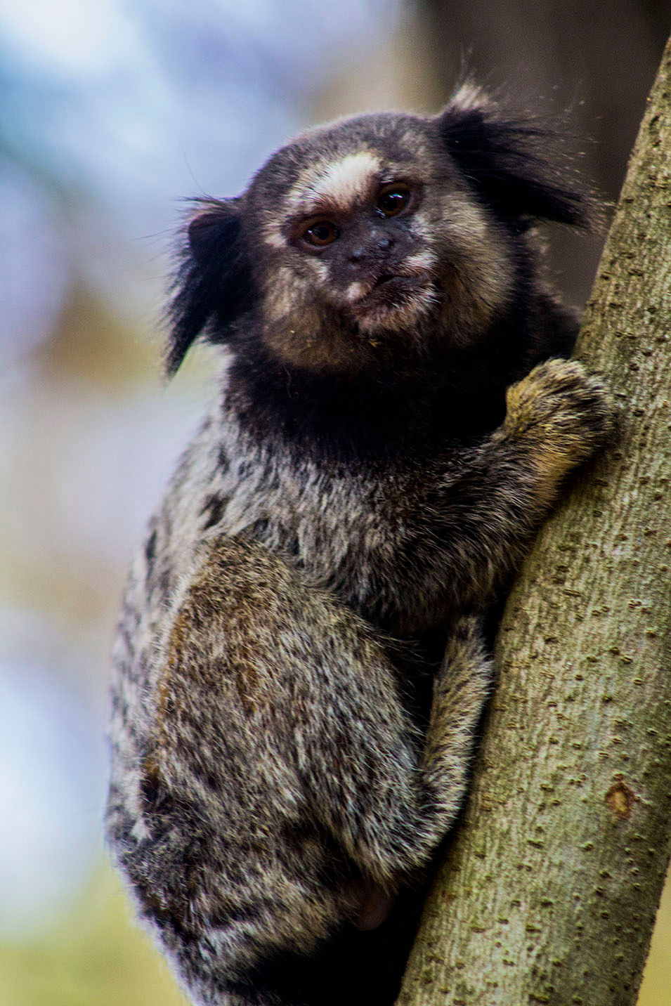 RAMISA NEFERTITI - 12o LUGAR - UM ELEMENTO - 2016.jpg