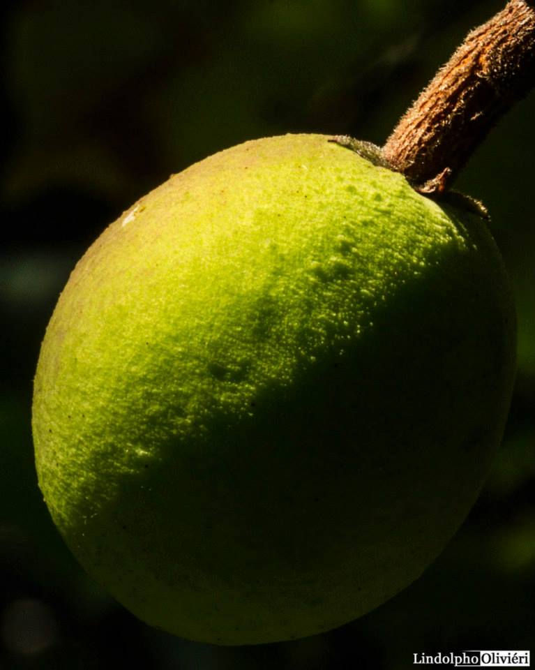 Lindolpho_Oliviéri_-_Verde.jpg