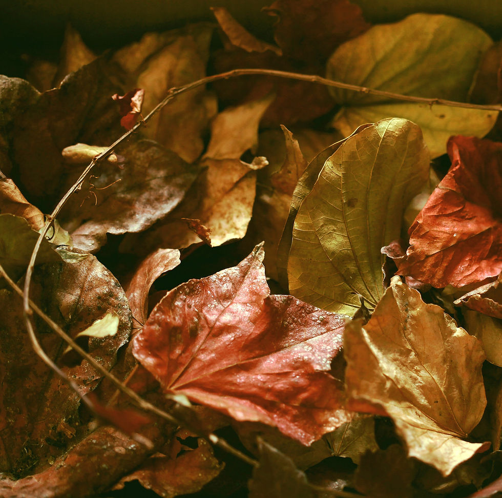 05 - BETO PIRES DE ALMEIDA - Outono - 2012.jpg