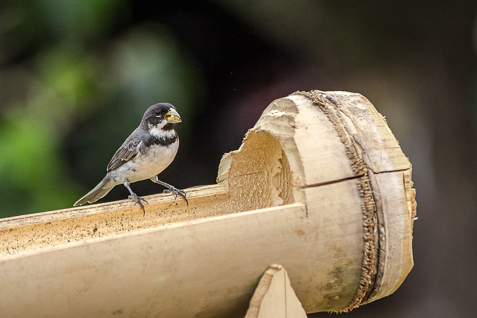 MARI LEAL - 5o LUGAR - FOCO DESFOQUE - 2015.jpg