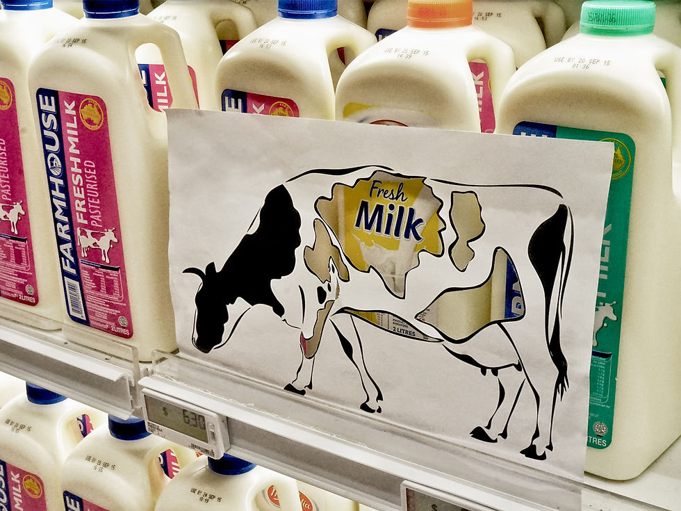 Fresh Milk ?