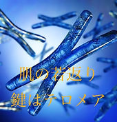 テロメア.jpg