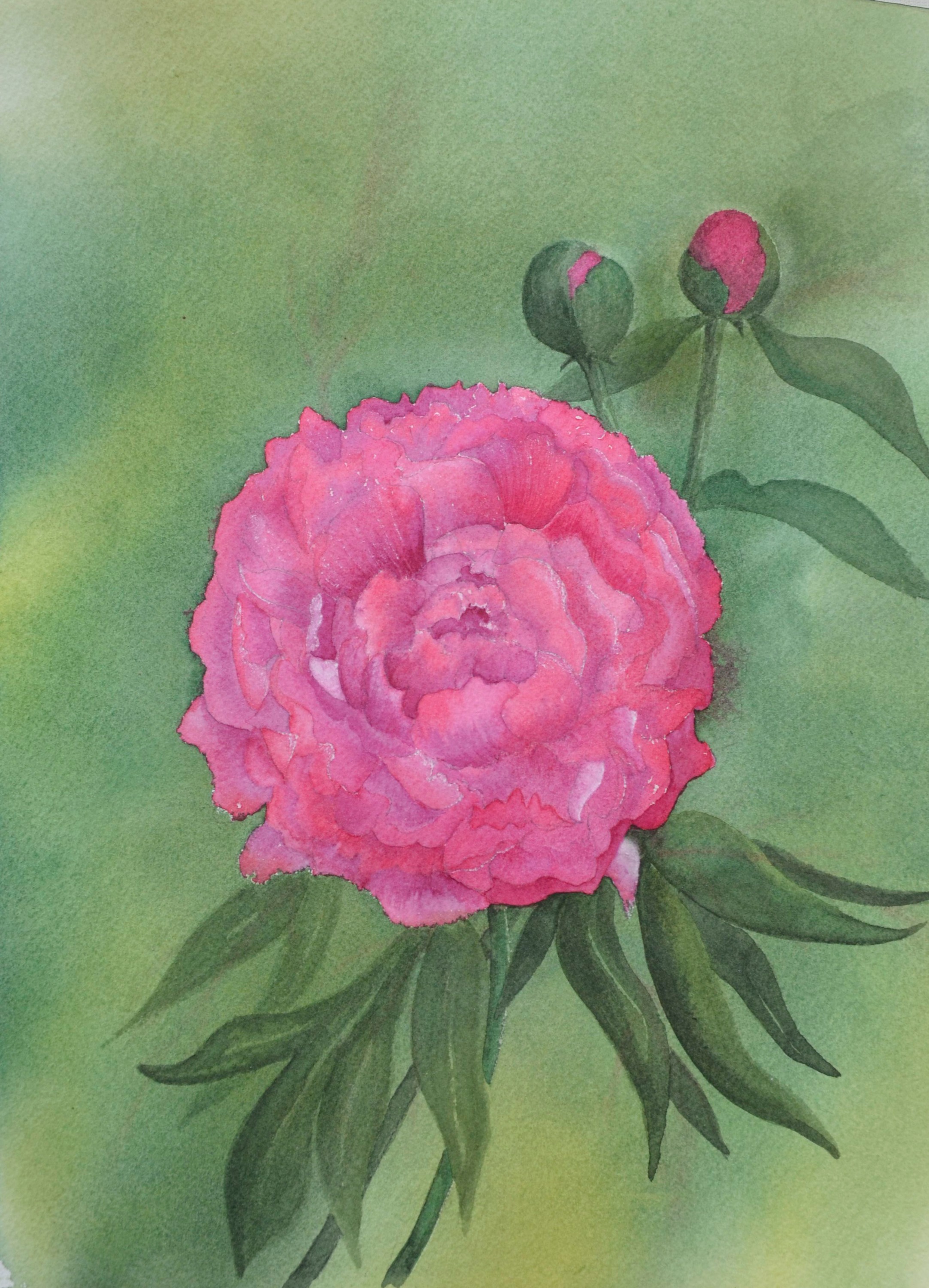 Pivoine