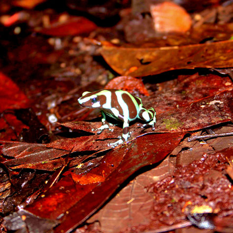 Frogs and Toads