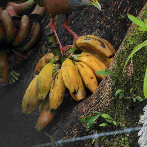 Doppelganger Chicken, aka banana thief