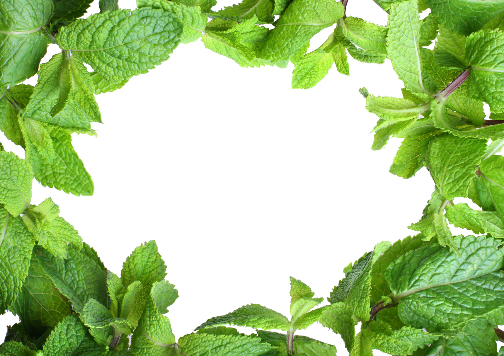 Frame of mint isolated on white background.jpg