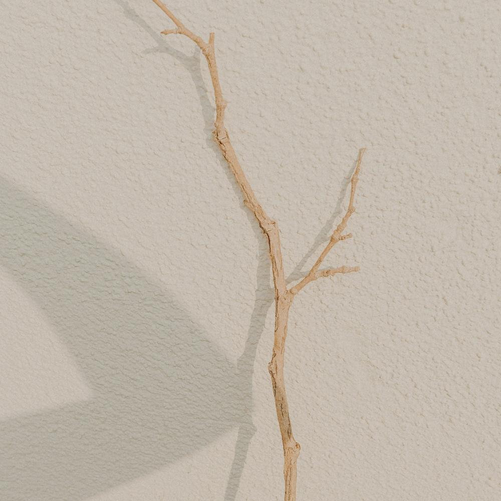 A single branch in the spa