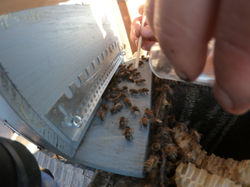 abeilles dans une cheminée