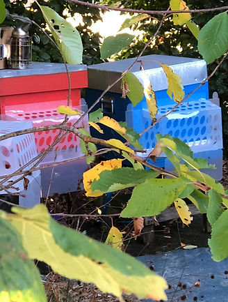 IMG-20180915-WA0001.jpg