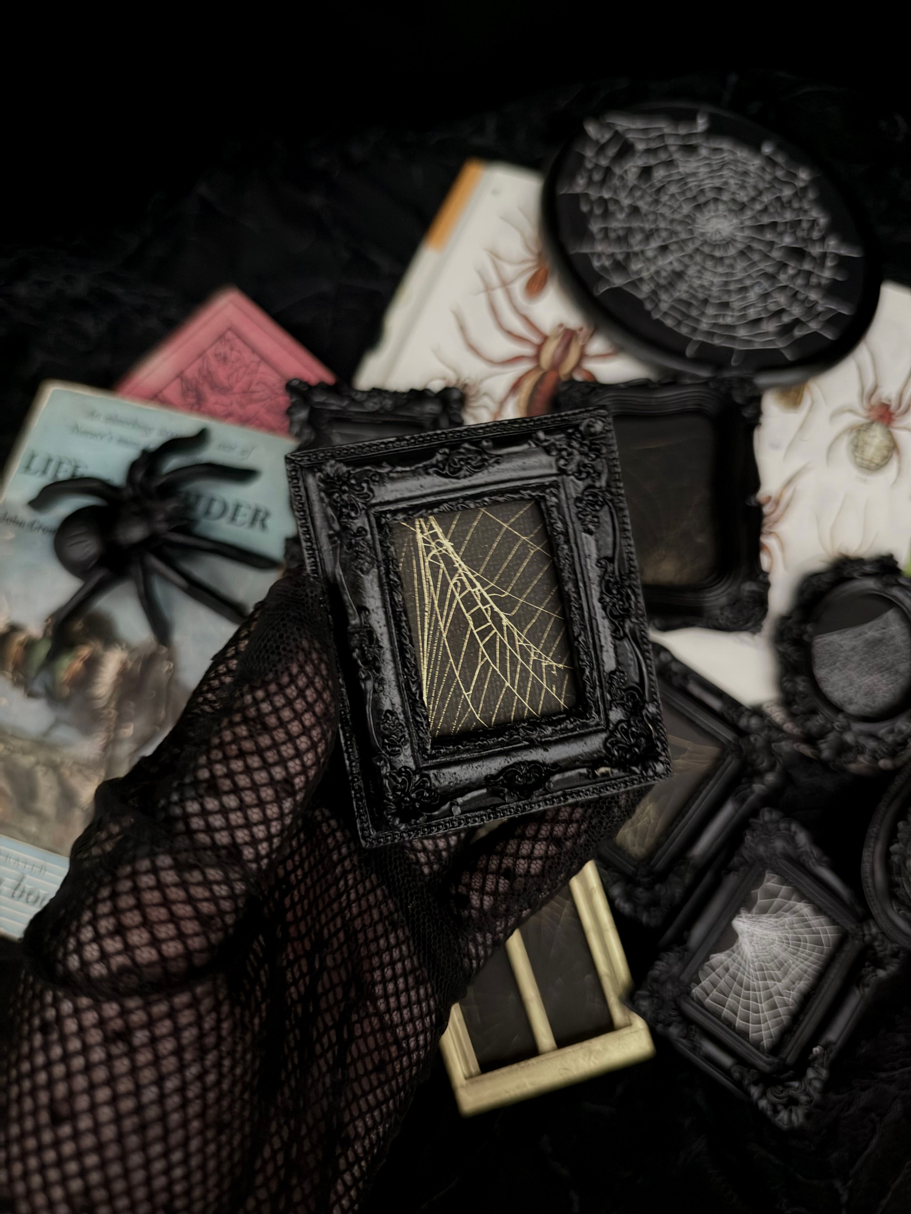 The Silken Remains VII | Preserved Spider Web Frame