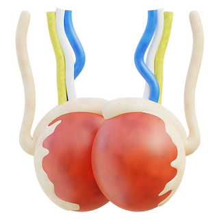 vecteezy_testicles-3d-illustration_47246389 (1).png
