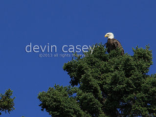 Keeping an eagle eye on the bear