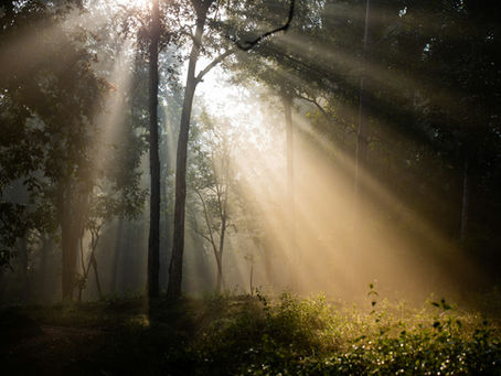 Light piercing through the woods
