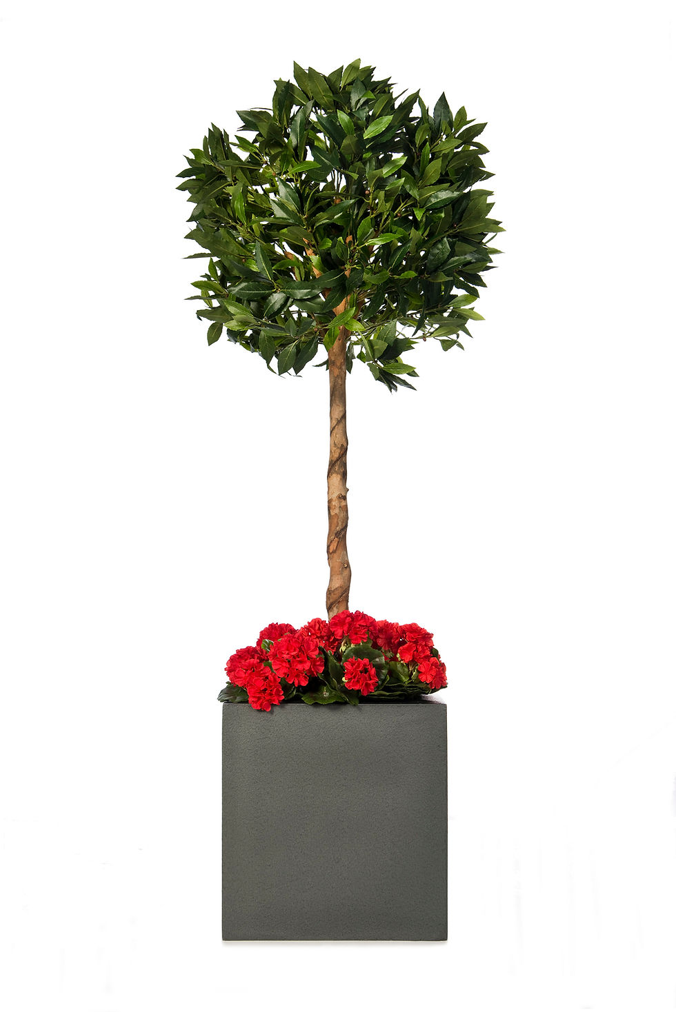 Artificial Bay Trees in Bespoke Planters The Artificial Plant Co