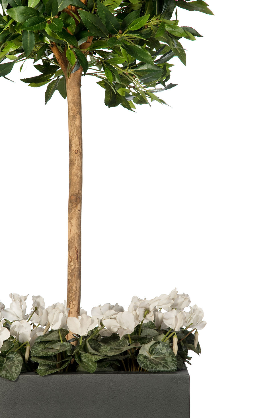 Thumbnail: Artificial Bay Tree with Geo Cube Planter